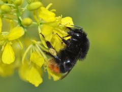 Bombus lapidarius